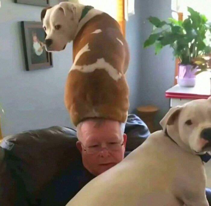 Dogs Being Dogs: 85 Candid Moments From This Page