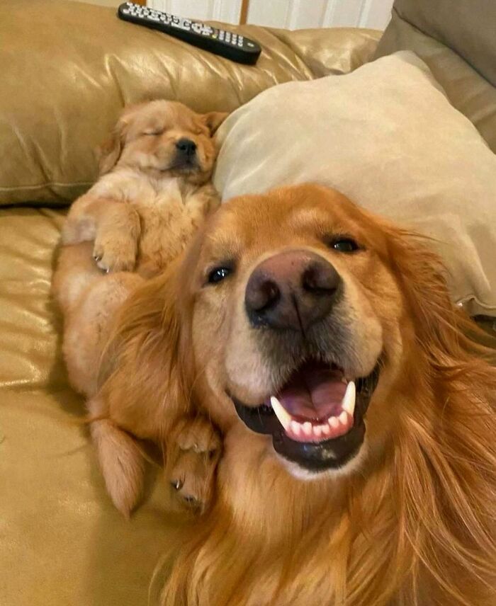 Dogs Being Dogs: 85 Candid Moments From This Page