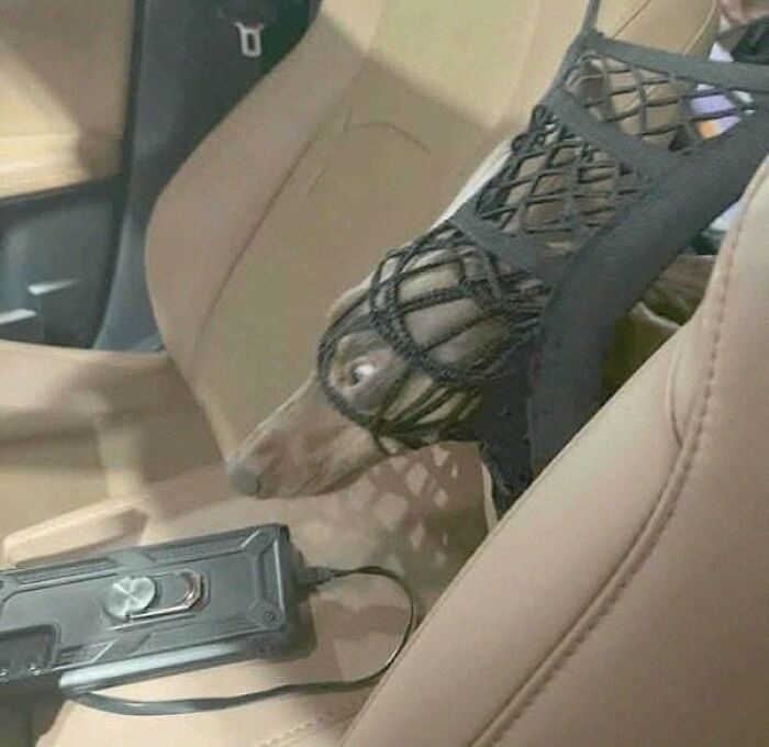 Dogs Being Dogs: 85 Candid Moments From This Page