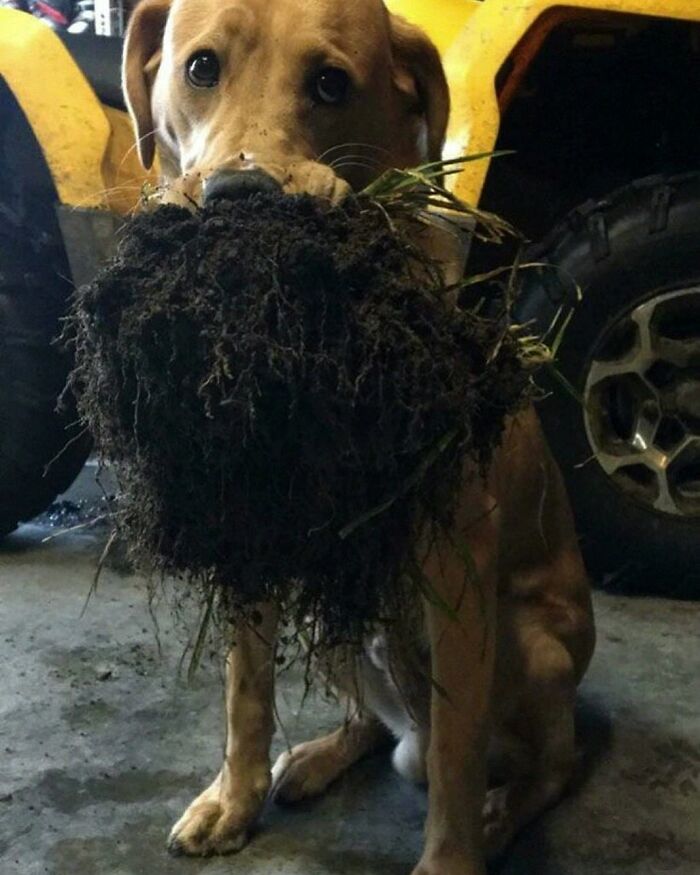 Dogs Being Dogs: 85 Candid Moments From This Page