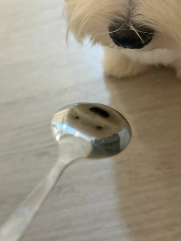 Dogs Being Dogs: 85 Candid Moments From This Page