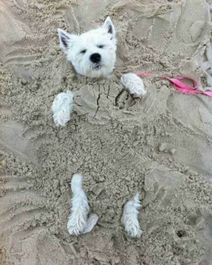 Dogs Being Dogs: 85 Candid Moments From This Page