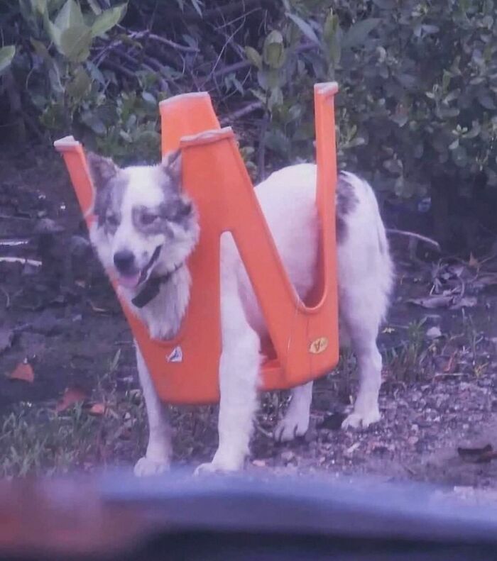 Dogs Being Dogs: 85 Candid Moments From This Page