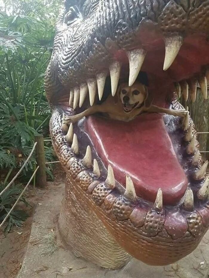 Dogs Being Dogs: 85 Candid Moments From This Page