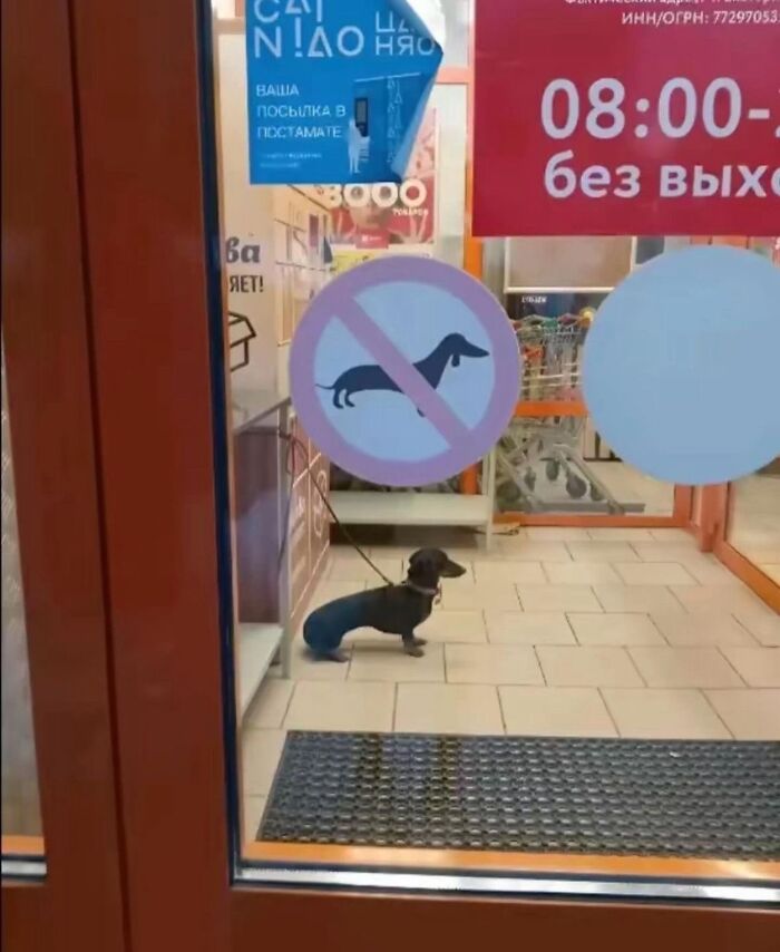 Dogs Being Dogs: 85 Candid Moments From This Page