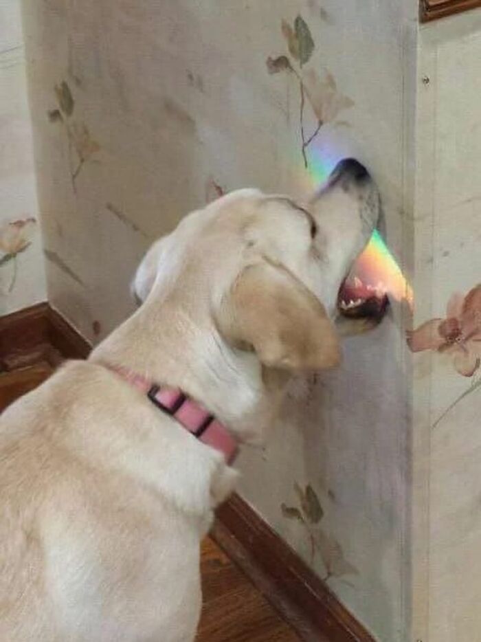 Dogs Being Dogs: 85 Candid Moments From This Page