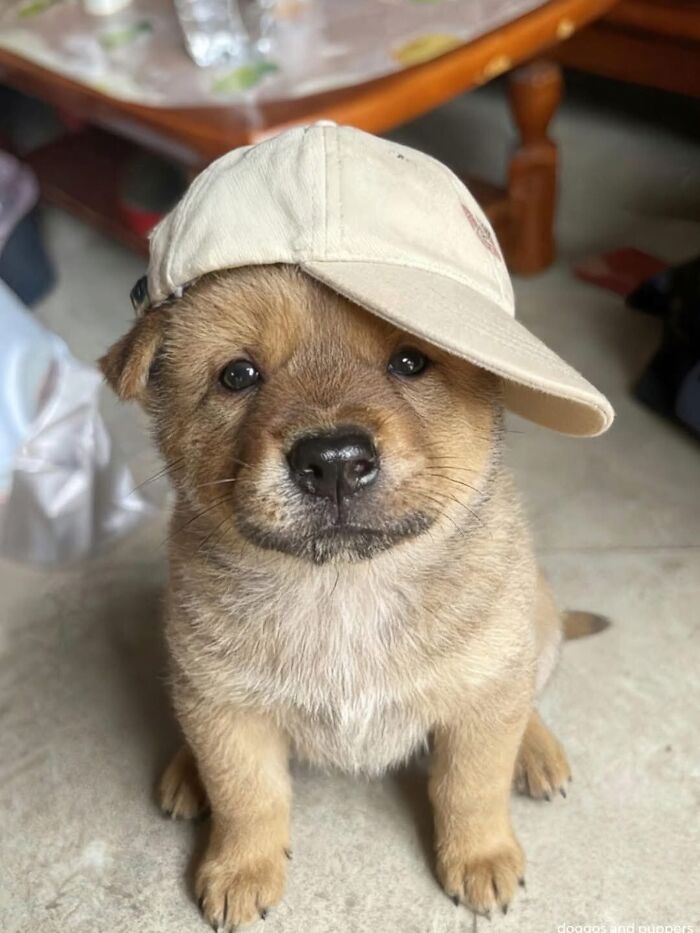 Dogs Being Dogs: 85 Candid Moments From This Page