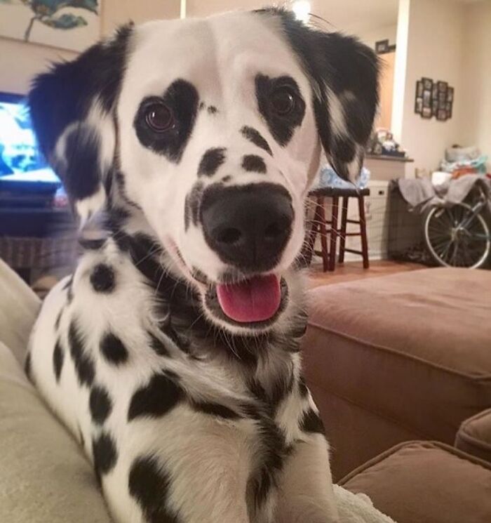 Dogs Being Dogs: 85 Candid Moments From This Page