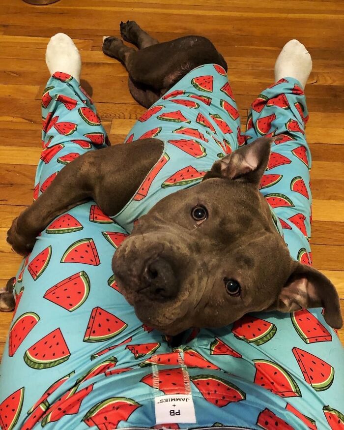 Dogs Being Dogs: 85 Candid Moments From This Page