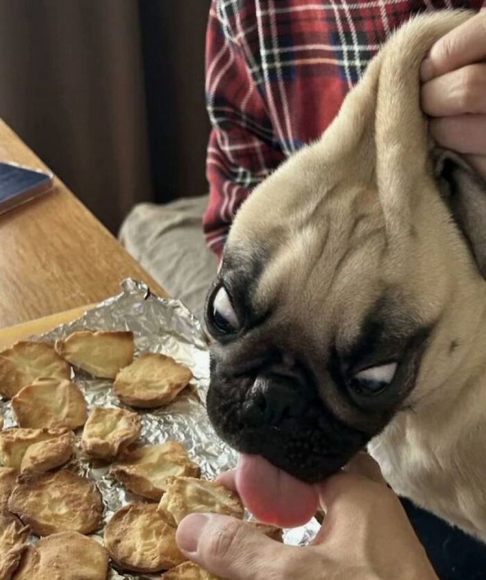 Dogs Being Dogs: 85 Candid Moments From This Page