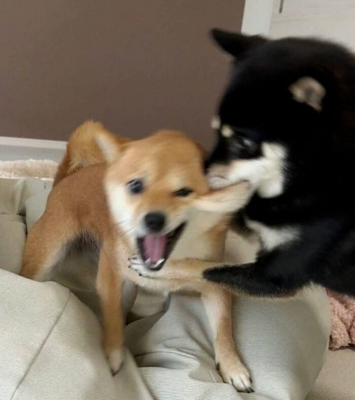 Dogs Being Dogs: 85 Candid Moments From This Page