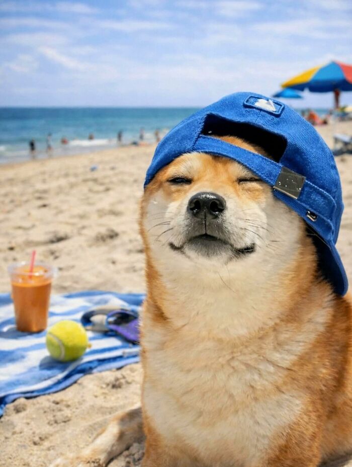 Dogs Being Dogs: 85 Candid Moments From This Page