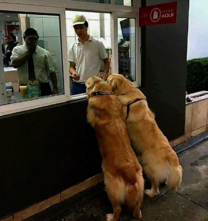 Dogs Being Dogs: 85 Candid Moments From This Page