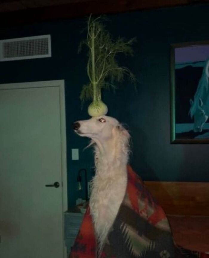 Dogs Being Dogs: 85 Candid Moments From This Page