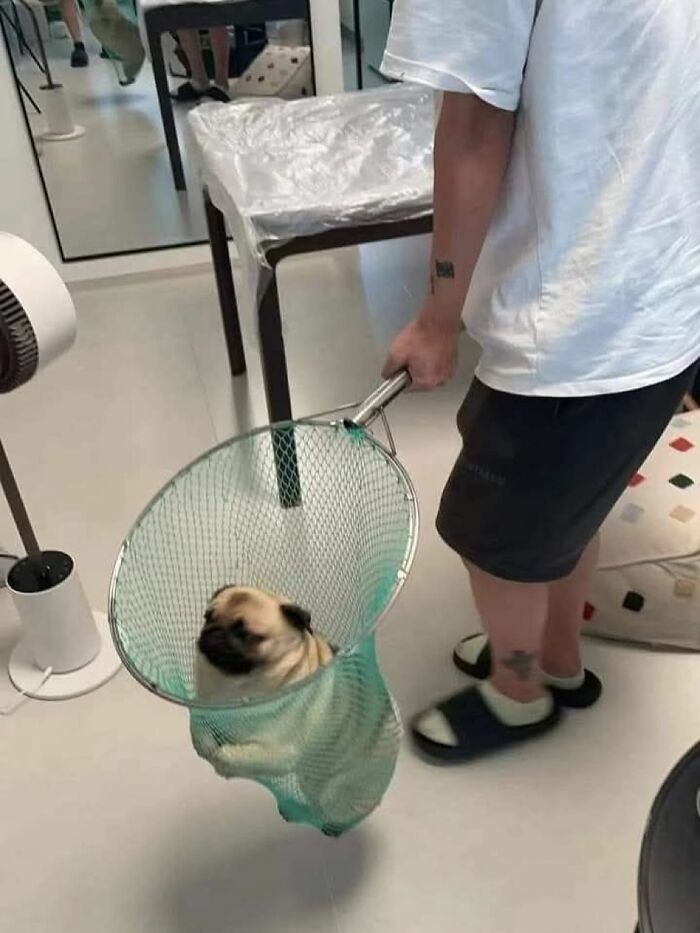 Dogs Being Dogs: 85 Candid Moments From This Page