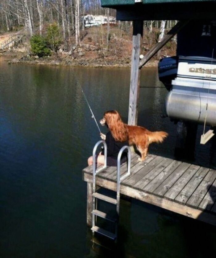 Dogs Being Dogs: 85 Candid Moments From This Page