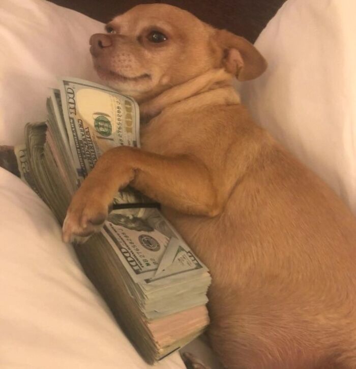 Dogs Being Dogs: 85 Candid Moments From This Page