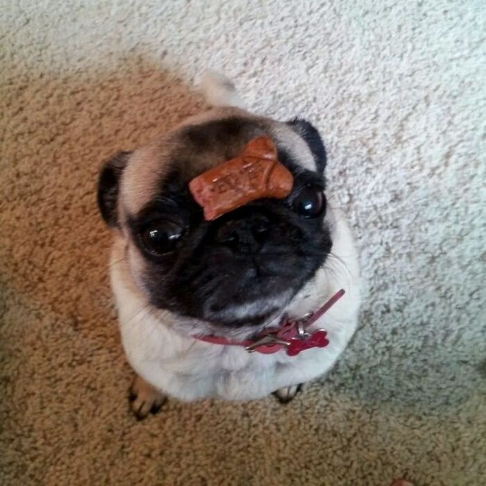 Dogs Being Dogs: 85 Candid Moments From This Page