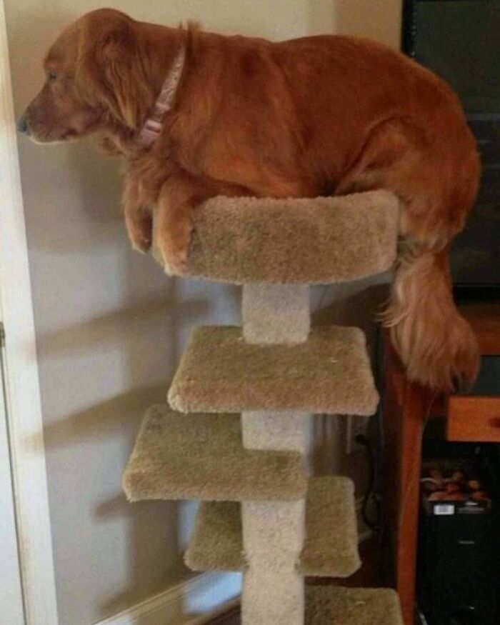 Dogs Being Dogs: 85 Candid Moments From This Page