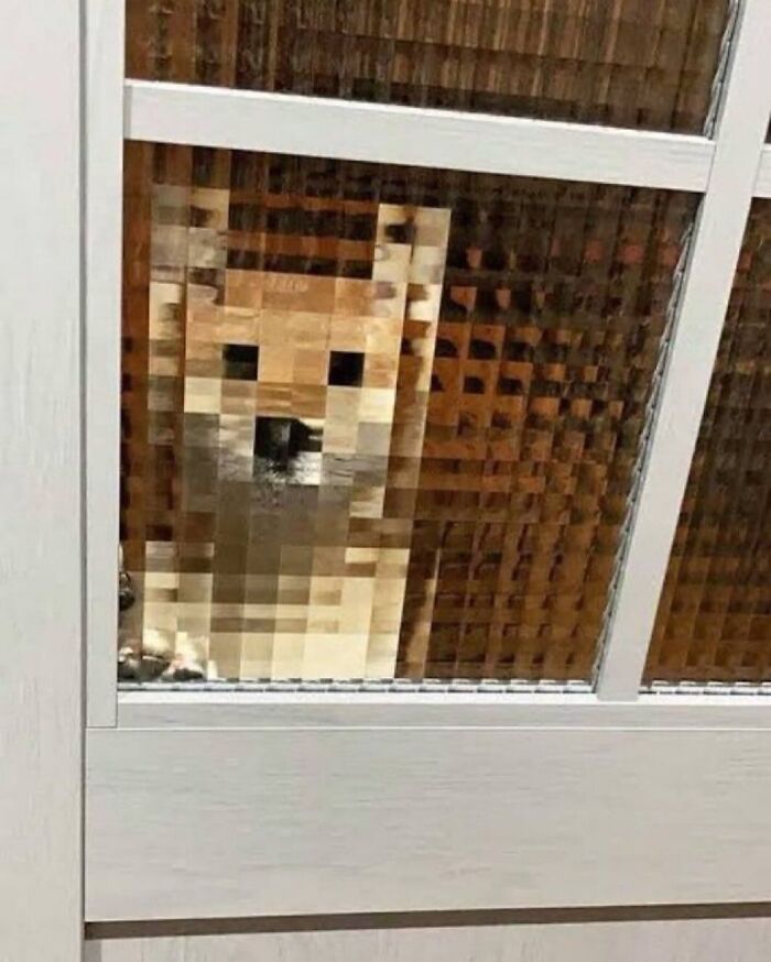 Dogs Being Dogs: 85 Candid Moments From This Page