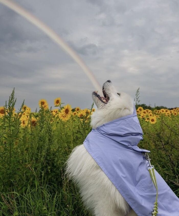 Dogs Being Dogs: 85 Candid Moments From This Page