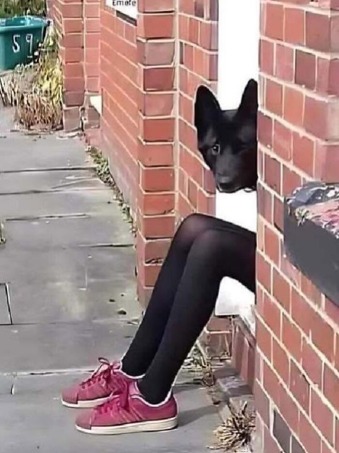 Dogs Being Dogs: 85 Candid Moments From This Page