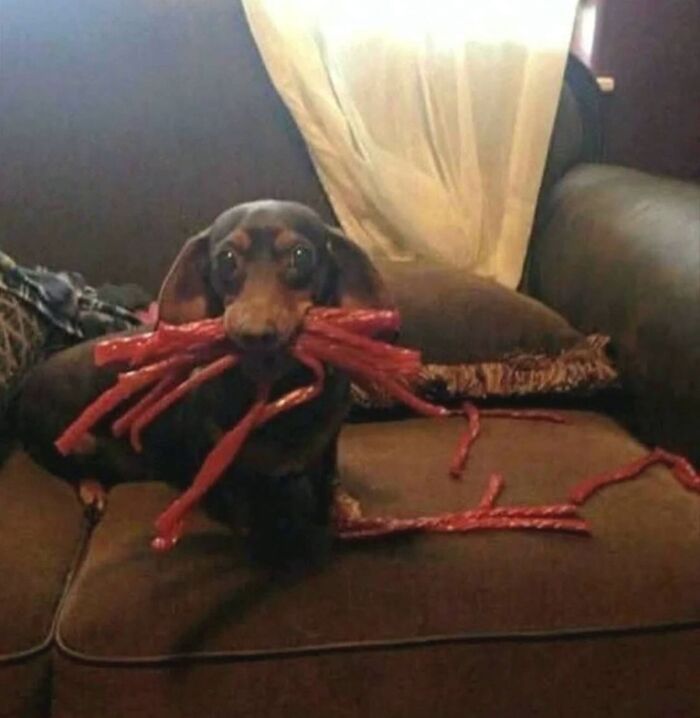 Dogs Being Dogs: 85 Candid Moments From This Page