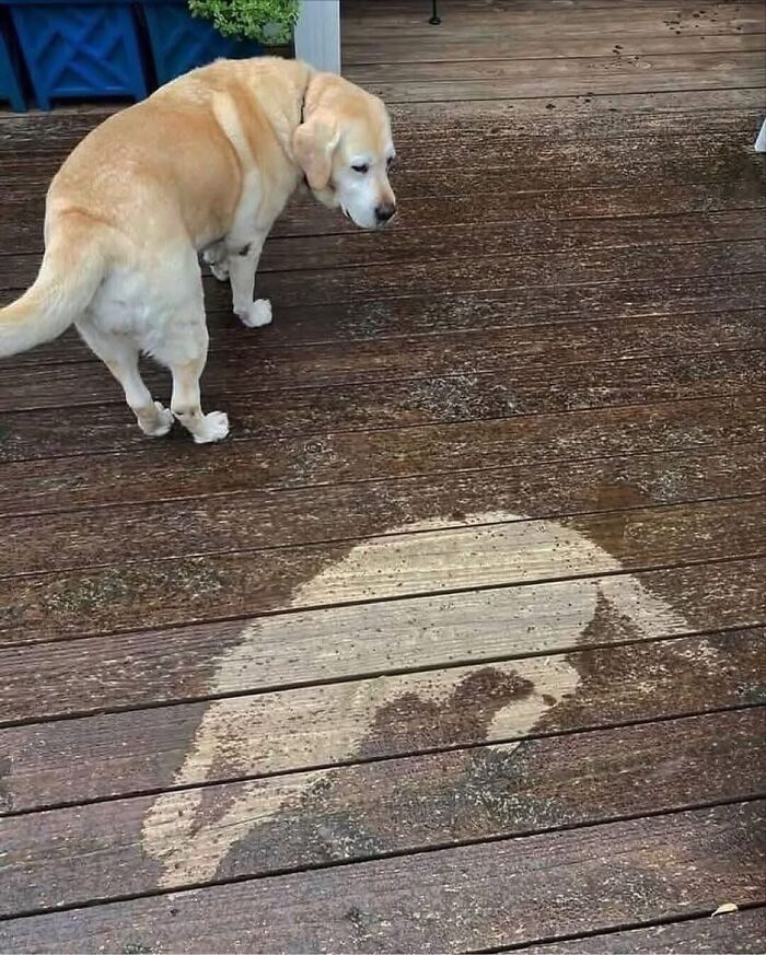 Dogs Being Dogs: 85 Candid Moments From This Page