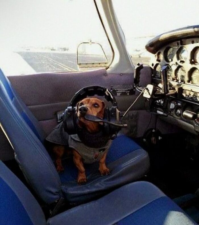 Dogs Being Dogs: 85 Candid Moments From This Page