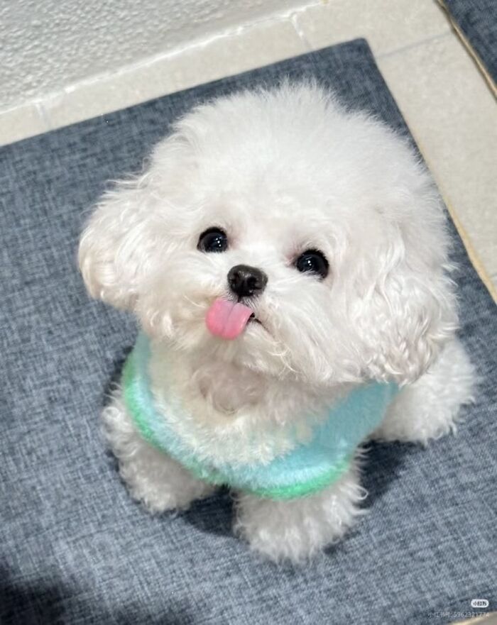 Dogs Being Dogs: 85 Candid Moments From This Page