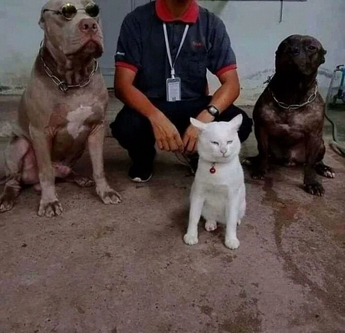 Dogs Being Dogs: 85 Candid Moments From This Page