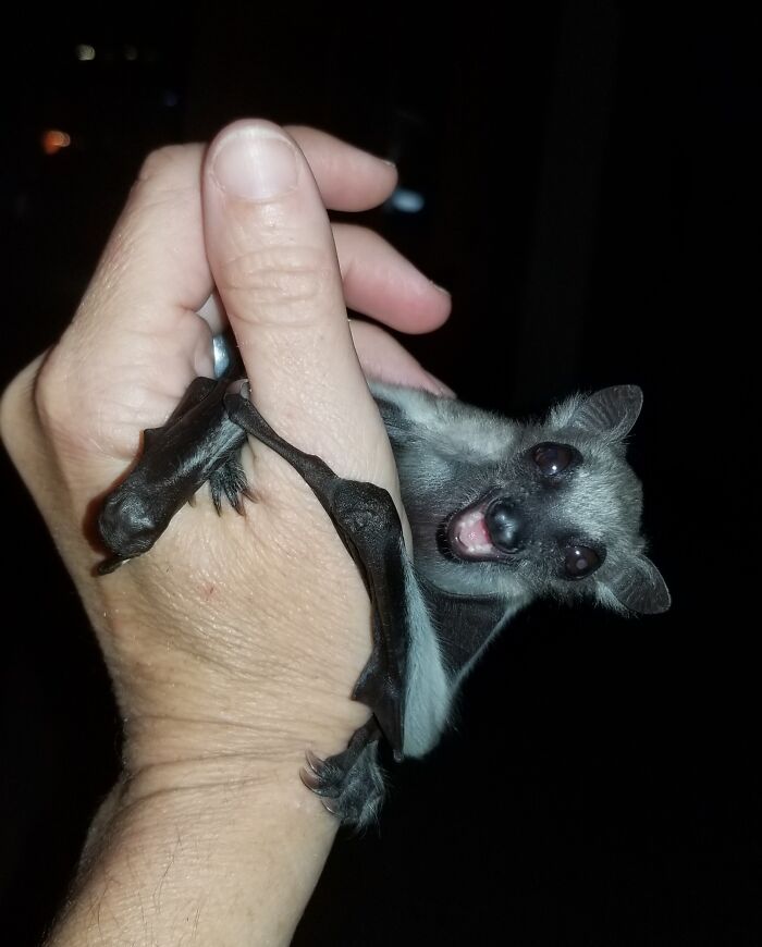 35 Photos Of Rescued Bats That Prove These Animals Are Full Of Personality