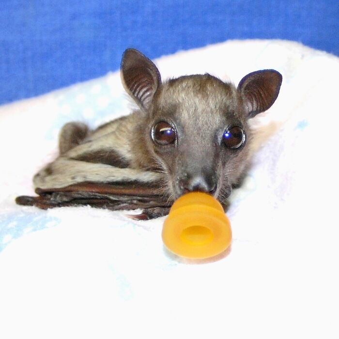 35 Photos Of Rescued Bats That Prove These Animals Are Full Of Personality