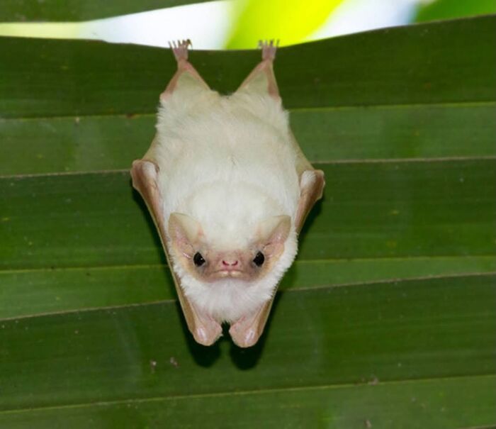 35 Photos Of Rescued Bats That Prove These Animals Are Full Of Personality