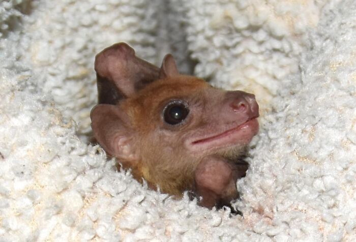 35 Photos Of Rescued Bats That Prove These Animals Are Full Of Personality