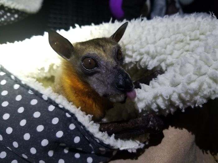 35 Photos Of Rescued Bats That Prove These Animals Are Full Of Personality
