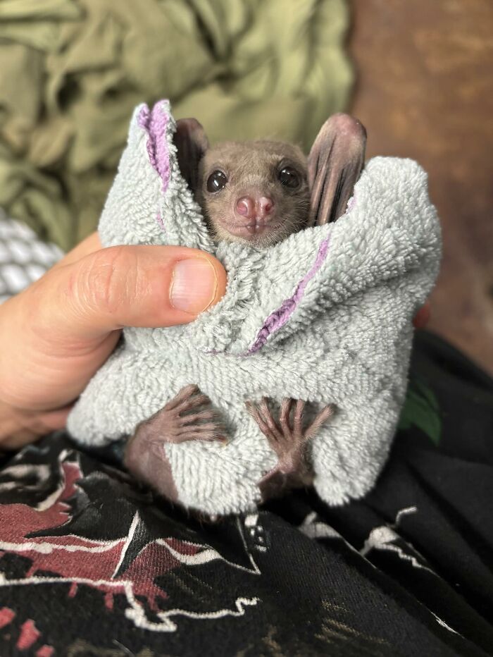 35 Photos Of Rescued Bats That Prove These Animals Are Full Of Personality