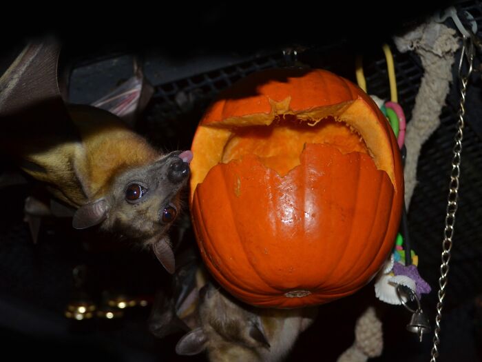 35 Photos Of Rescued Bats That Prove These Animals Are Full Of Personality