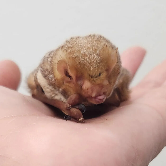 35 Photos Of Rescued Bats That Prove These Animals Are Full Of Personality