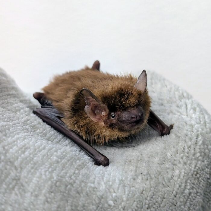 35 Photos Of Rescued Bats That Prove These Animals Are Full Of Personality