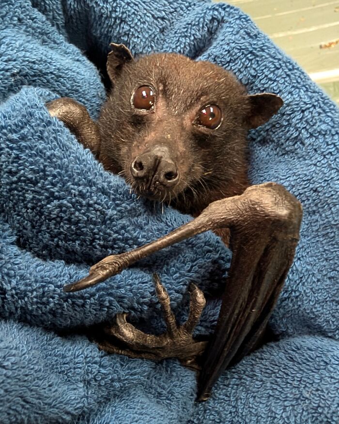 35 Photos Of Rescued Bats That Prove These Animals Are Full Of Personality