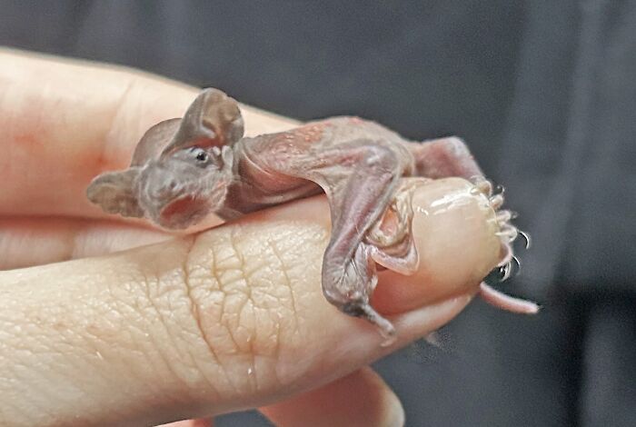 35 Photos Of Rescued Bats That Prove These Animals Are Full Of Personality