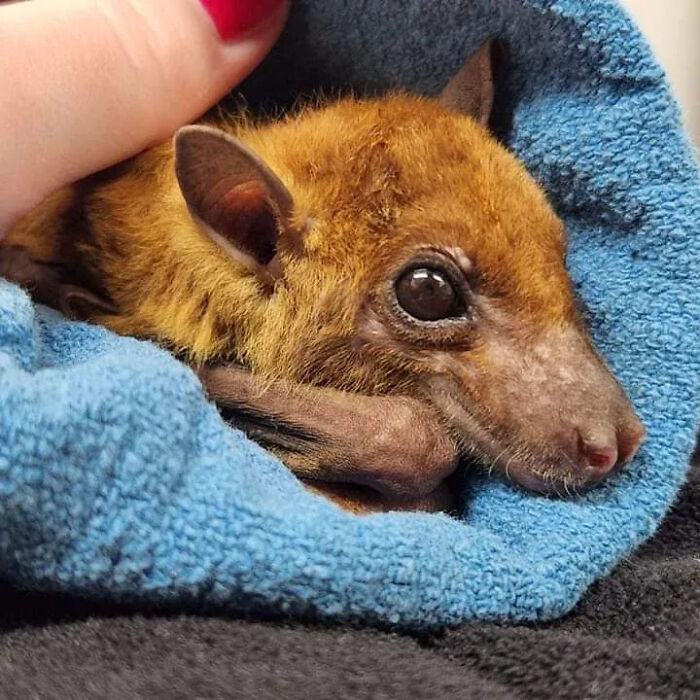 35 Photos Of Rescued Bats That Prove These Animals Are Full Of Personality