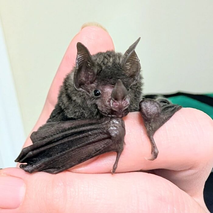 35 Photos Of Rescued Bats That Prove These Animals Are Full Of Personality