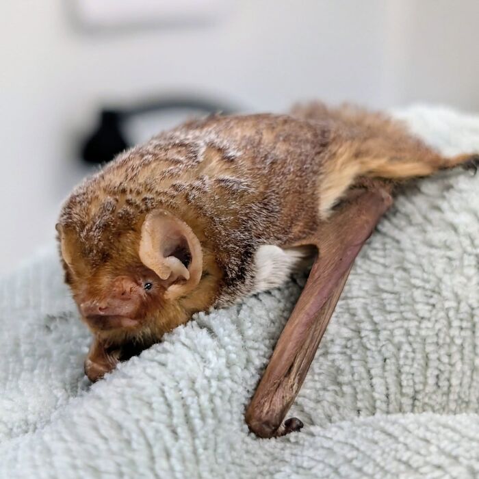 35 Photos Of Rescued Bats That Prove These Animals Are Full Of Personality