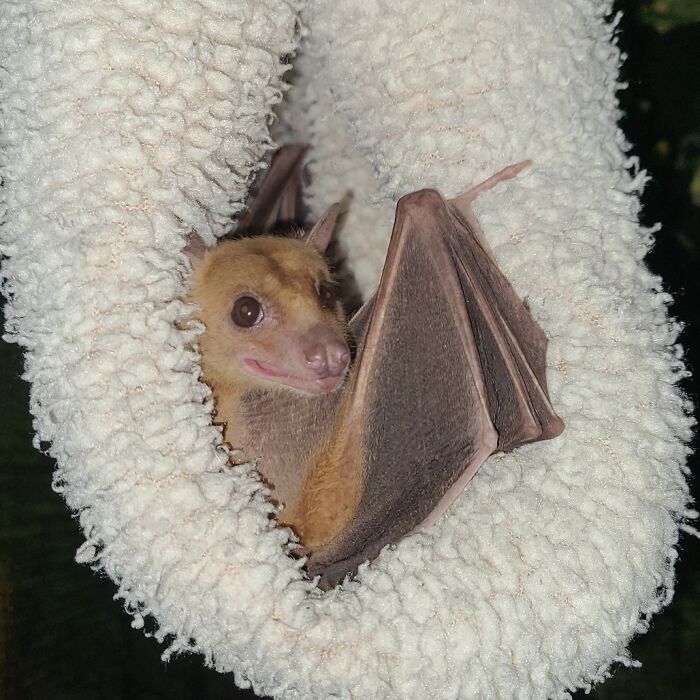 35 Photos Of Rescued Bats That Prove These Animals Are Full Of Personality