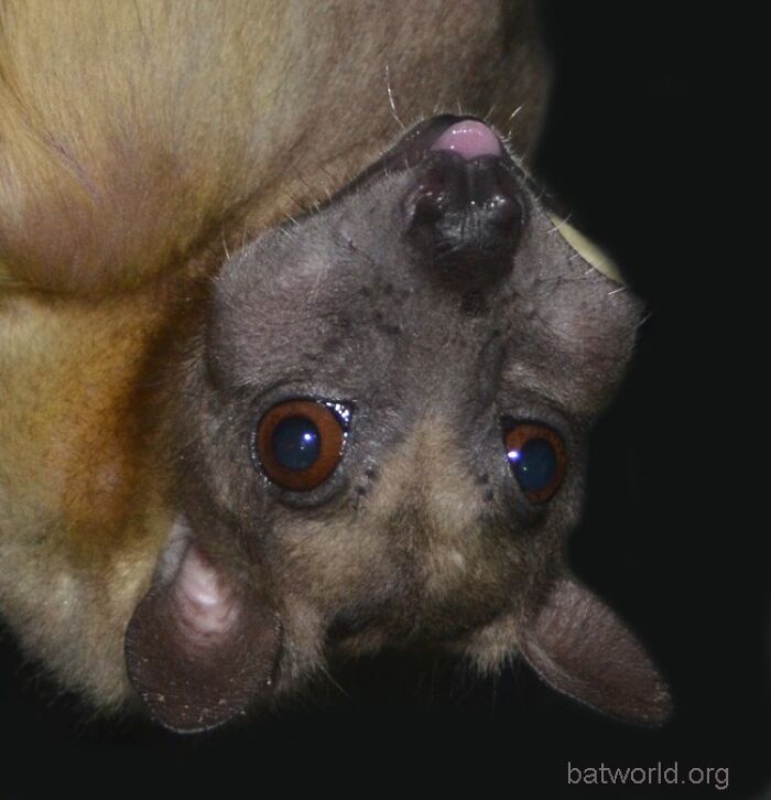 35 Photos Of Rescued Bats That Prove These Animals Are Full Of Personality
