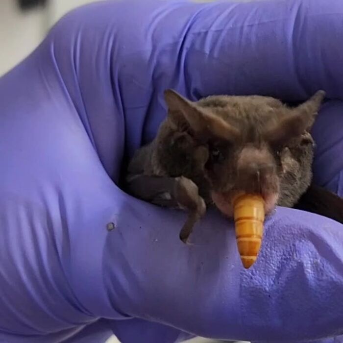 35 Photos Of Rescued Bats That Prove These Animals Are Full Of Personality