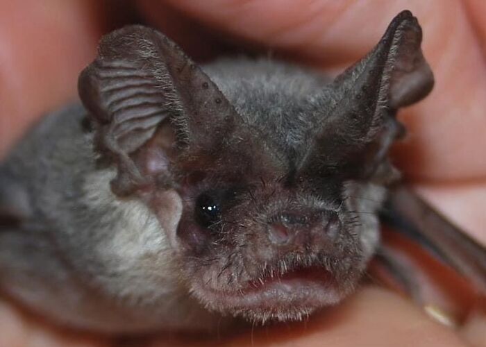 35 Photos Of Rescued Bats That Prove These Animals Are Full Of Personality