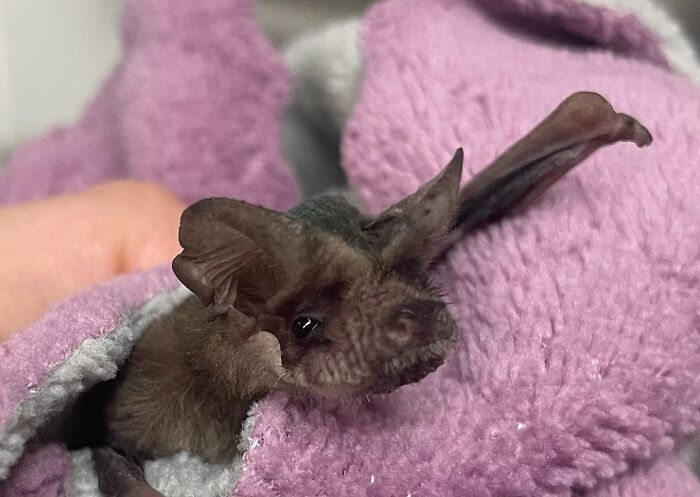 35 Photos Of Rescued Bats That Prove These Animals Are Full Of Personality
